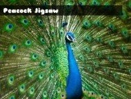 Peacock Jigsaw